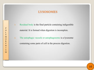3. Residual body is the final particle containing indigestible
material. It is formed when digestion is incomplete.
4. The autophagic vacuole or autophagosome is a lysosome
containing some parts of cell in the process digestion.
P
O
L
Y
M
O
R
P
H
I
S
M
10
LYSOSOMES
 