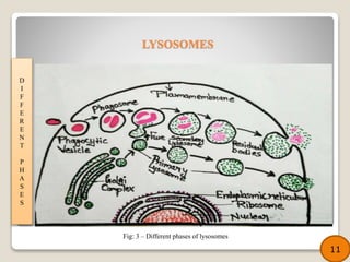 D
I
F
F
E
R
E
N
T
P
H
A
S
E
S
11
Fig: 3 – Different phases of lysosomes
LYSOSOMES
 