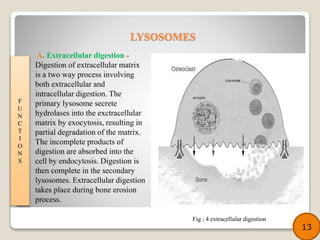 A. Extracellular digestion -
Digestion of extracellular matrix
is a two way process involving
both extracellular and
intracellular digestion. The
primary lysosome secrete
hydrolases into the exctracellular
matrix by exocytosis, resulting in
partial degradation of the matrix.
The incomplete products of
digestion are absorbed into the
cell by endocytosis. Digestion is
then complete in the secondary
lysosomes. Extracellular digestion
takes place during bone erosion
process.
LYSOSOMES
F
U
N
C
T
I
O
N
S
13
Fig ; 4 extracellular digestion
 