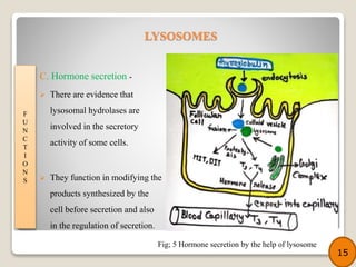 C. Hormone secretion -
 There are evidence that
lysosomal hydrolases are
involved in the secretory
activity of some cells.
 They function in modifying the
products synthesized by the
cell before secretion and also
in the regulation of secretion.
F
U
N
C
T
I
O
N
S
15
LYSOSOMES
Fig; 5 Hormone secretion by the help of lysosome
 