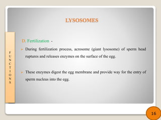 D. Fertilization -
 During fertilization process, acrosome (giant lysosome) of sperm head
ruptures and releases enzymes on the surface of the egg.
 These enzymes digest the egg membrane and provide way for the entry of
sperm nucleus into the egg.
F
U
N
C
T
I
O
N
S
16
LYSOSOMES
 