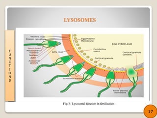 F
U
N
C
T
I
O
N
S
Fig: 6- Lysosomal function in fertilization
17
LYSOSOMES
 