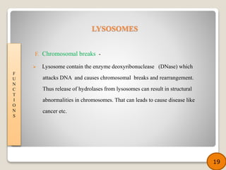 F. Chromosomal breaks -
 Lysosome contain the enzyme deoxyribonuclease (DNase) which
attacks DNA and causes chromosomal breaks and rearrangement.
Thus release of hydrolases from lysosomes can result in structural
abnormalities in chromosomes. That can leads to cause disease like
cancer etc.
F
U
N
C
T
I
O
N
S
19
LYSOSOMES
 