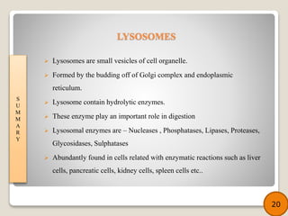  Lysosomes are small vesicles of cell organelle.
 Formed by the budding off of Golgi complex and endoplasmic
reticulum.
 Lysosome contain hydrolytic enzymes.
 These enzyme play an important role in digestion
 Lysosomal enzymes are – Nucleases , Phosphatases, Lipases, Proteases,
Glycosidases, Sulphatases
 Abundantly found in cells related with enzymatic reactions such as liver
cells, pancreatic cells, kidney cells, spleen cells etc..
S
U
M
M
A
R
Y
20
LYSOSOMES
 