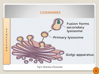 S
T
R
U
C
T
U
R
E
6
Fig:2- Structure of lysosome
LYSOSOMES
 