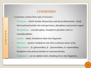  Lysosomes contain these type of enzymes -
1. Nucleases – which include ribonuclease and deoxyribonuclease , break
down polynucleotides into nitrogen bases, phosphates and pentose sugars.
2. Phosphatases – acid phosphate, breakdown phoshate esters to
monophosphates.
3. Lipases – lipids, breakdown them into fragments.
4. Proteases - protein, breakdown into their costituent amino acids.
5. Glycosidases – β- galactosidase, β – glucoronidase, ά- mannosidase,
breakdown into polysaccharides to monosaccharides.
6. Sulphatases – act on sulphat esters, breaking down into fragments.
E
N
Z
Y
M
E
S
7
LYSOSOMES
 