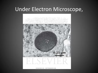 Under Electron Microscope,
 