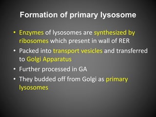 Formation of primary lysosome
• Enzymes of lysosomes are synthesized by
ribosomes which present in wall of RER
• Packed into transport vesicles and transferred
to Golgi Apparatus
• Further processed in GA
• They budded off from Golgi as primary
lysosomes
 