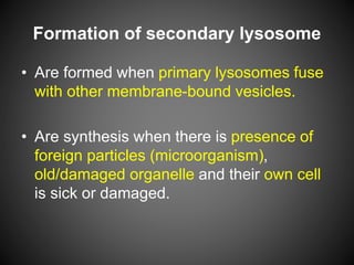 Formation of secondary lysosome
• Are formed when primary lysosomes fuse
with other membrane-bound vesicles.
• Are synthesis when there is presence of
foreign particles (microorganism),
old/damaged organelle and their own cell
is sick or damaged.
 