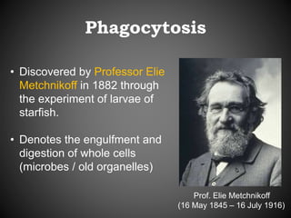 Phagocytosis
• Discovered by Professor Elie
Metchnikoff in 1882 through
the experiment of larvae of
starfish.
• Denotes the engulfment and
digestion of whole cells
(microbes / old organelles)
Prof. Elie Metchnikoff
(16 May 1845 – 16 July 1916)
 