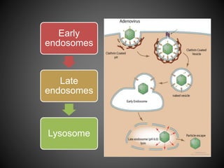 Early
endosomes
Late
endosomes
Lysosome
 