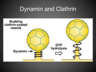 Dynamin and Clathrin
 