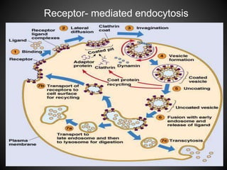 Receptor- mediated endocytosis
 