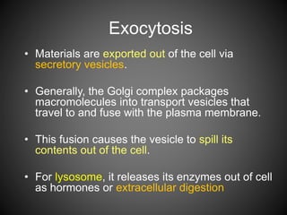 Exocytosis
• Materials are exported out of the cell via
secretory vesicles.
• Generally, the Golgi complex packages
macromolecules into transport vesicles that
travel to and fuse with the plasma membrane.
• This fusion causes the vesicle to spill its
contents out of the cell.
• For lysosome, it releases its enzymes out of cell
as hormones or extracellular digestion
 