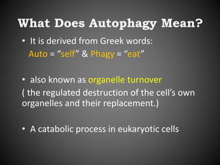 What Does Autophagy Mean?
• It is derived from Greek words:
Auto = “self” & Phagy = “eat”
• also known as organelle turnover
( the regulated destruction of the cell’s own
organelles and their replacement.)
• A catabolic process in eukaryotic cells
 