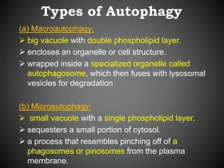 Types of Autophagy
(a) Macroautophagy:
 big vacuole with double phospholipid layer.
 encloses an organelle or cell structure.
 wrapped inside a specialized organelle called
autophagosome, which then fuses with lysosomal
vesicles for degradation
(b) Microautophagy:
 small vacuole with a single phospholipid layer.
 sequesters a small portion of cytosol.
 a process that resembles pinching off of a
phagosomes or pinosomes from the plasma
membrane.
 