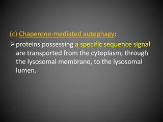 (c) Chaperone-mediated autophagy:
proteins possessing a specific sequence signal
are transported from the cytoplasm, through
the lysosomal membrane, to the lysosomal
lumen.
 