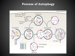 Process of Autophagy
 