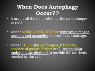 When Does Autophagy
Occur??
• It occurs all the time, whether the cell is hungry
or not!
• Under NORMAL CONDITIONS: removes damaged
proteins and organelles to prevent cell damage.
• Under STRESS (lack of oxygen, starvation,
absence of growth factors etc.): Intracellular
molecules are digested to provide the nutrients
needed by the cell.
 