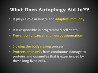 What Does Autophagy Aid In??
• It plays a role in innate and adaptive immunity.
• It is responsible in programmed cell death.
• Prevention of cancer and neurodegeneration
• Slowing the body’s aging process.
• Protects brain cells from continuous damage to
proteins and organelles that is experienced by
these long-lived cells.
 