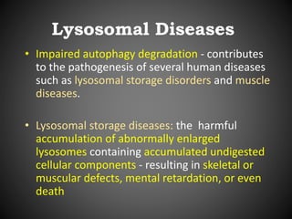 Lysosomal Diseases
• Impaired autophagy degradation - contributes
to the pathogenesis of several human diseases
such as lysosomal storage disorders and muscle
diseases.
• Lysosomal storage diseases: the harmful
accumulation of abnormally enlarged
lysosomes containing accumulated undigested
cellular components - resulting in skeletal or
muscular defects, mental retardation, or even
death
 