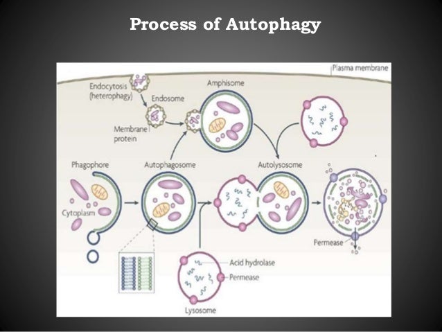 Lysosome