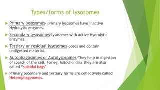 Types/forms of lysosomes
 Primary lysosomes- primary lysosomes have inactive
Hydrolytic enzymes.
 Secondary lysosomes-lysosomes with active Hydrolytic
enzymes.
 Tertiary or residual lysosomes-poses and contain
undigested material.
 Autophagosomes or Autolysosomes-They help in digestion
of sparch of the cell. For eg. Mitochondria.they are also
called “suicidal bags”
 Primary,secondary and tertiary forms are collectively called
Heterophagosomes.
 