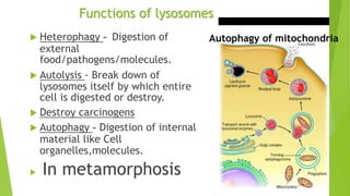 Functions of lysosomes
 Heterophagy - Digestion of
external
food/pathogens/molecules.
 Autolysis - Break down of
lysosomes itself by which entire
cell is digested or destroy.
 Destroy carcinogens
 Autophagy - Digestion of internal
material like Cell
organelles,molecules.
 In metamorphosis
Autophagy of mitochondria
 