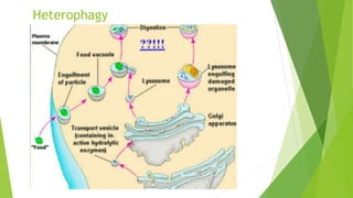 Heterophagy
 