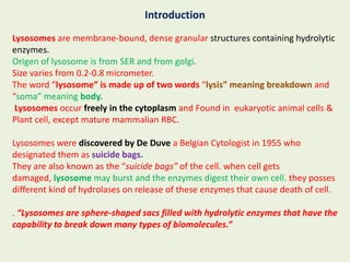 Introduction
Lysosomes are membrane-bound, dense granular structures containing hydrolytic
enzymes.
Origen of lysosome is from SER and from golgi.
Size varies from 0.2-0.8 micrometer.
The word “lysosome” is made up of two words “lysis” meaning breakdown and
“soma” meaning body.
Lysosomes occur freely in the cytoplasm and Found in eukaryotic animal cells &
Plant cell, except mature mammalian RBC.
Lysosomes were discovered by De Duve a Belgian Cytologist in 1955 who
designated them as suicide bags.
They are also known as the “suicide bags” of the cell. when cell gets
damaged, lysosome may burst and the enzymes digest their own cell. they posses
different kind of hydrolases on release of these enzymes that cause death of cell.
. “Lysosomes are sphere-shaped sacs filled with hydrolytic enzymes that have the
capability to break down many types of biomolecules.”
 