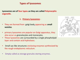 Types of lysosomes
Lysosomes are of four types.so they are called Polymorphic
organelle.
1. Primary lysosomes -
• They are formed from golgi body appearing as small
vesicles.
• primary lysosomes are popular on Golgi apparatus, they
also occur as granulocytes and monocytes.
• These lysosomes are surrounded by a single phospholipid
layer and contain acid hydrolases.
• Small sac-like structures enclosing enzymes synthesized by
the rough endoplasmic reticulum.
• Simply called as storage granules storing enzymes.
 
