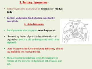 3. Tertiary lysosomes -
• Tertiary lysosome also known as Telosome or residual
body .
• Contain undigested food which is expelled by
exocytosis.
4. Auto lysosome-
• Auto lysosome also known as autophagosome.
• Formed by fusion of primary lysosome with cell
organelles( which is old or damage and need to be
digested).
• Auto lysosome also function during deficiency of food
(by digesting the reserved food).
• They are called suicidal bag when they rapture to
release all the enzyme to digest and old or worn- out
cell.
 