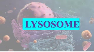 LYSOSOME
 