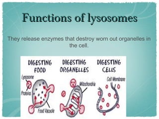 Functions of lysosomesFunctions of lysosomes
They release enzymes that destroy worn out organelles in
the cell.
 