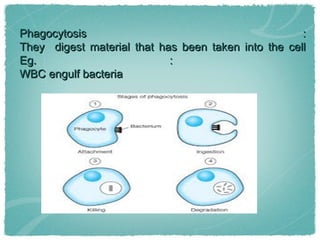 Phagocytosis :Phagocytosis :
They digest material that has been taken into the cellThey digest material that has been taken into the cell
Eg. :Eg. :
WBC engulf bacteriaWBC engulf bacteria
 