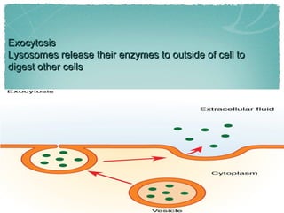 ExocytosisExocytosis
Lysosomes release their enzymes to outside of cell toLysosomes release their enzymes to outside of cell to
digest other cellsdigest other cells
 