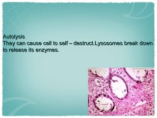 AutolysisAutolysis
They can cause cell to self – destruct.Lysosomes break downThey can cause cell to self – destruct.Lysosomes break down
to release its enzymes.to release its enzymes.
 