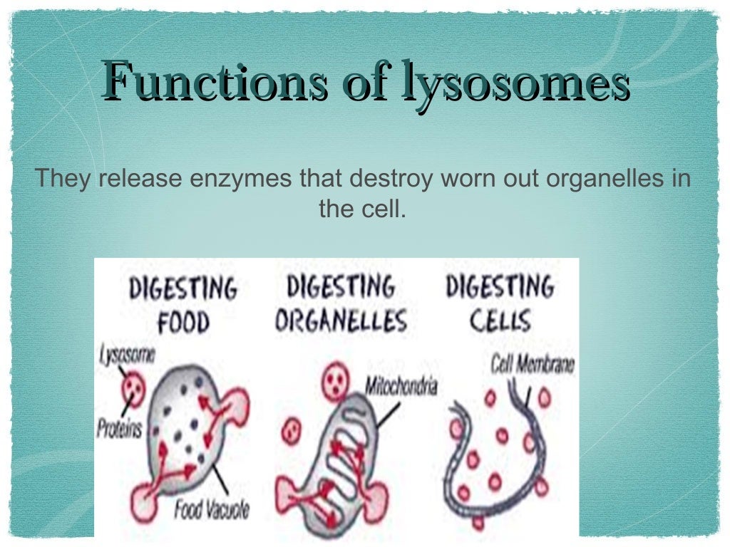 Lysosome (1)