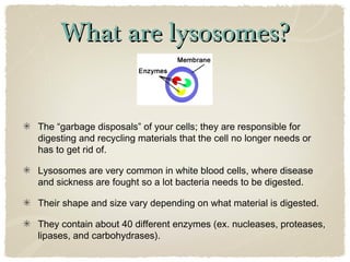 What are lysosomes?What are lysosomes?
The “garbage disposals” of your cells; they are responsible for
digesting and recycling materials that the cell no longer needs or
has to get rid of.
Lysosomes are very common in white blood cells, where disease
and sickness are fought so a lot bacteria needs to be digested.
Their shape and size vary depending on what material is digested.
They contain about 40 different enzymes (ex. nucleases, proteases,
lipases, and carbohydrases).
 