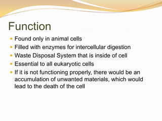 FunctionFound only in animal cellsFilled with enzymes for intercellular digestionWaste Disposal System that is inside of cellEssential to all eukaryotic cellsIf it is not functioning properly, there would be an accumulation of unwanted materials, which would lead to the death of the cell