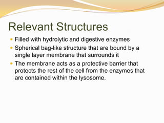 Relevant StructuresFilled with hydrolytic and digestive enzymesSpherical bag-like structure that are bound by a single layer membrane that surrounds itThe membrane acts as a protective barrier that protects the rest of the cell from the enzymes that are contained within the lysosome. 
