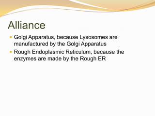 AllianceGolgi Apparatus, because Lysosomes are manufactured by the Golgi ApparatusRough Endoplasmic Reticulum, because the enzymes are made by the Rough ER