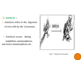 lysosome_ppt.pptx STRUCTURE AND FUNCTION | PPTX
