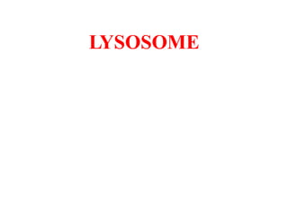 LYSOSOME
 