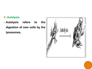 lysosome_ppt_msc.pptx_cell biology_cell organelles | PPTX