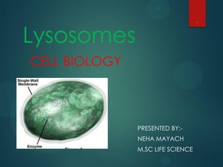 Lysosomes
CELL BIOLOGY
PRESENTED BY:-
NEHA MAYACH NEHA MAYACH
M.SC LIFE SCIENCE
1
 