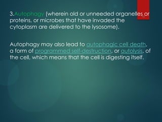 Lysosomes | PDF