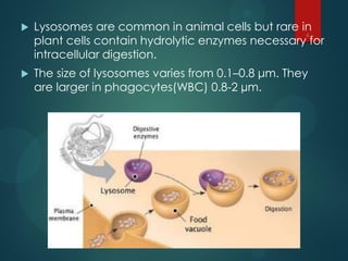  Lysosomes are common in animal cells but rare in
plant cells contain hydrolytic enzymes necessary for
intracellular digestion.
 The size of lysosomes varies from 0.1–0.8 μm. They
are larger in phagocytes(WBC) 0.8-2 µm.
4
 