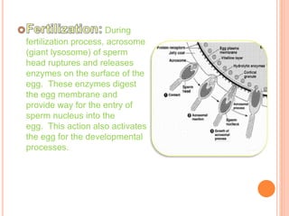 During
fertilization process, acrosome
(giant lysosome) of sperm
head ruptures and releases
enzymes on the surface of the
egg. These enzymes digest
the egg membrane and
provide way for the entry of
sperm nucleus into the
egg. This action also activates
the egg for the developmental
processes.
 