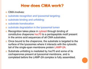  CMA involves:
 substrate recognition and lysosomal targeting;
 substrate binding and unfolding;
 substrate translocation
 substrate degradation in the lysosomal lumen
 Recognition takes place in cytosol through binding of
constitutive chaperone hsc70 to a pentapeptide motif present
in the amino acid sequences of all CMA substrates.
 Once bound to the chaperone, the substrate is targeted to the
surface of the lysosomes where it interacts with the cytosolic
tail of the single-span membrane protein LAMP-2A.
 Substrate unfolding is mediated by hsc70 and some of its
cochaperones present at lysosomal membrane, and is
completed before the LAMP-2A complex is fully assembled.
 